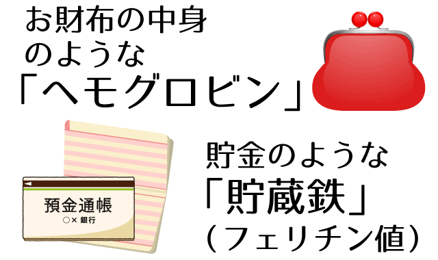 ヘモグロビンとフェリチンの関係