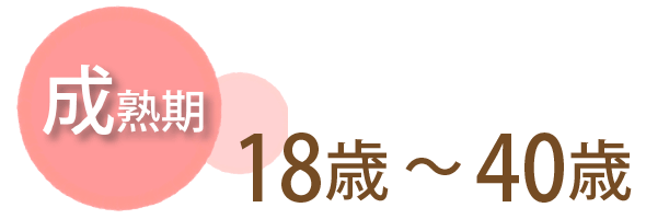 成熟期、18歳～40歳