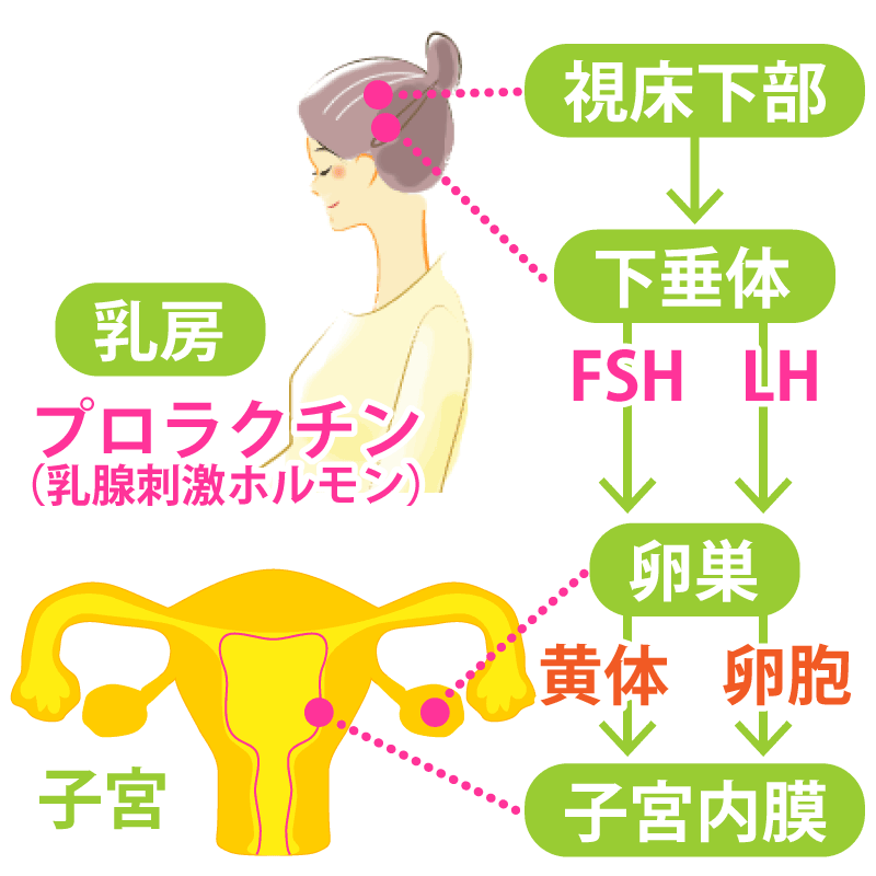 女性ホルモンの分泌の仕組みの図解