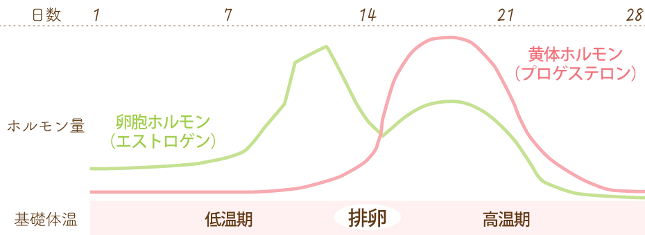 グラフ 生理中 体重変化