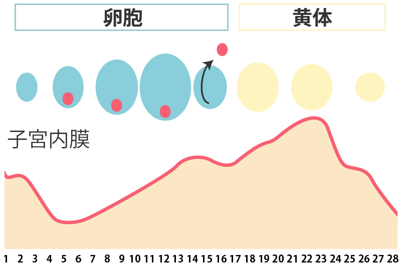 子宮内膜と卵胞、黄体のグラフ