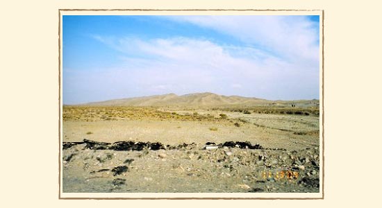 ザクロの木の周辺の風景