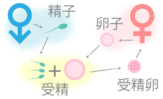 生殖補助医療について説明します