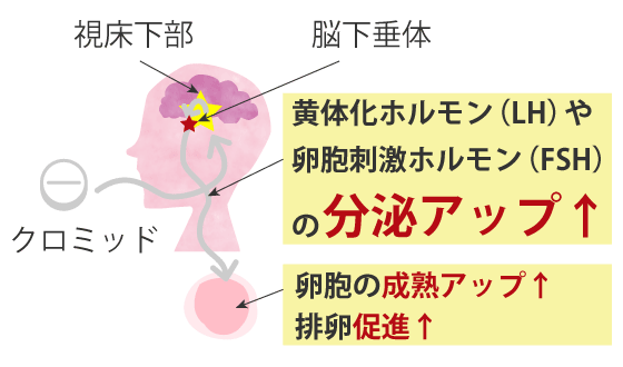 クロミッドが作用するしくみと効果