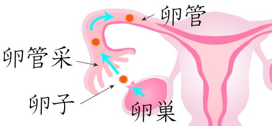 クロミッドに関係の深い排卵のしくみ