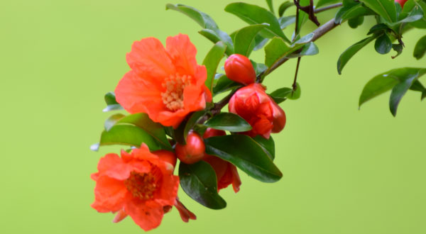 花言葉にピッタリなザクロの花