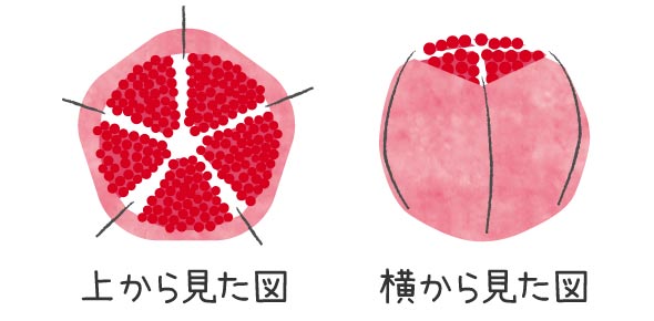 ザクロの剥き方その3、さらに切り込みを入れる